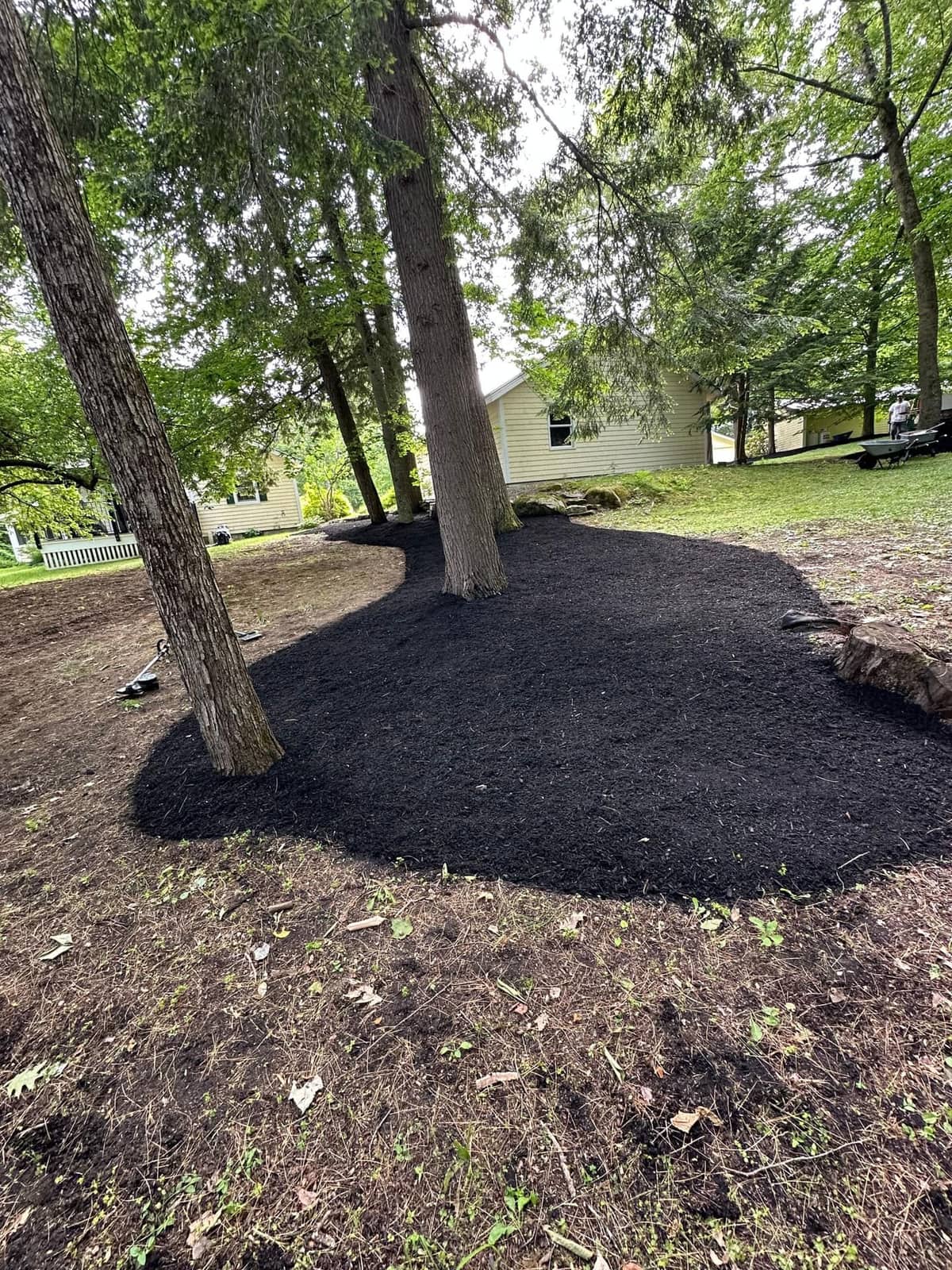 Fresh dark mulch spread beneath mature shade trees
