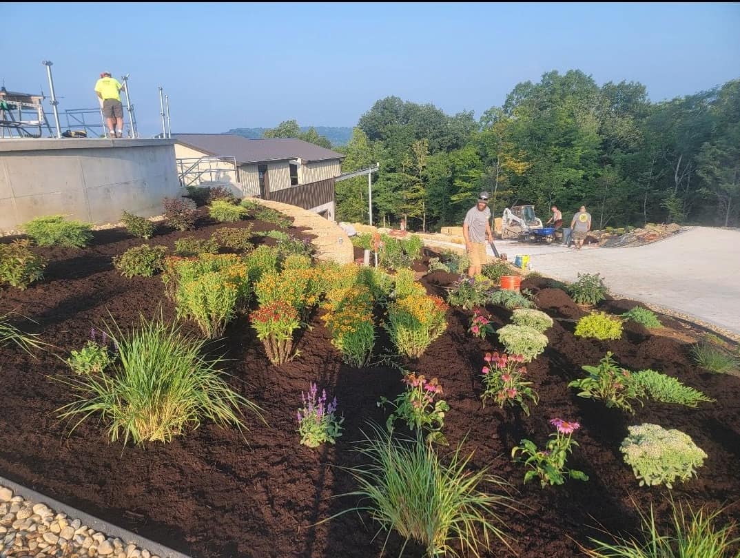 Freshly planted perennial bed with grasses and coneflowers in dark mulch
