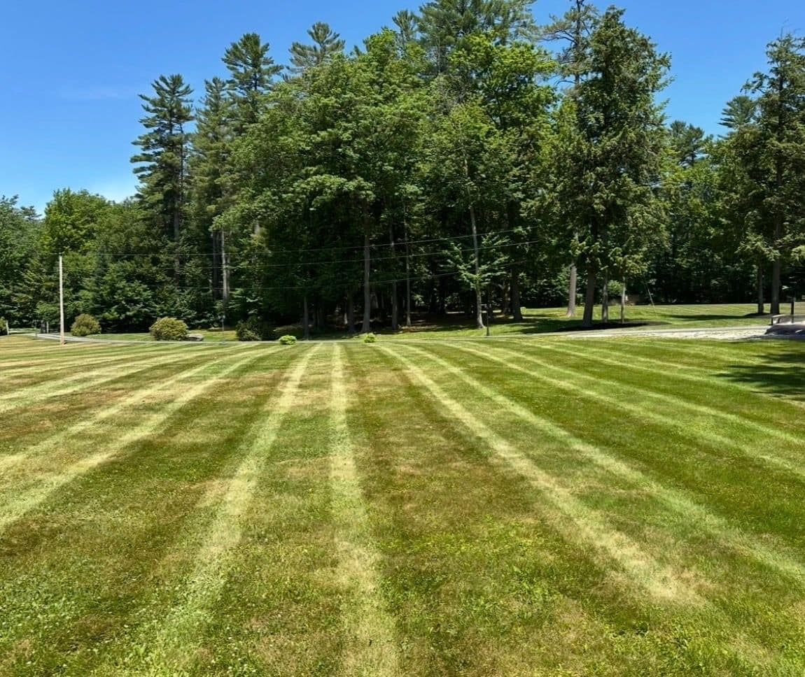 Freshly striped lawn framed by tall pines at a Maine home